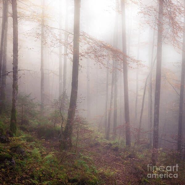 Autumn Poster featuring the photograph Fog in the forest by Alexander Kunz