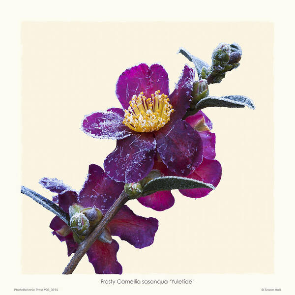 Frost Poster featuring the photograph Frost on Camellia sasanqua 'Yuletide' by Saxon Holt