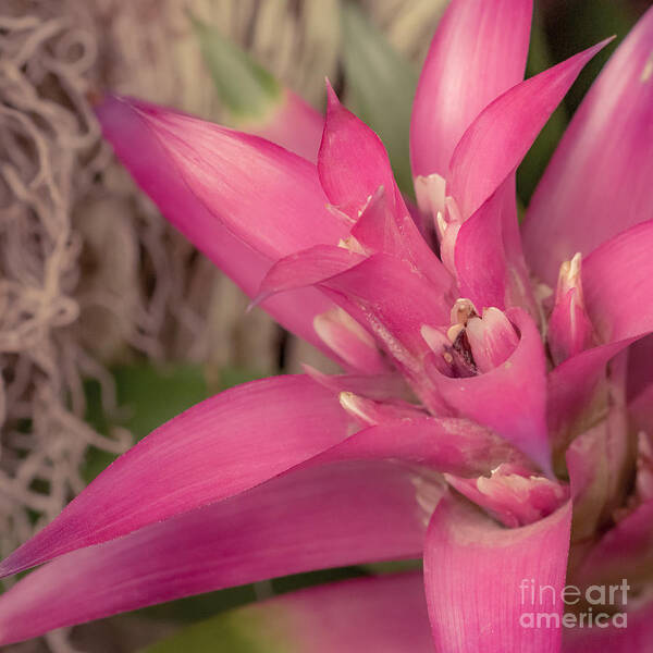 Art Poster featuring the photograph Fuchsia Tropics by Lucid Mood
