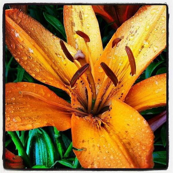 Orange Poster featuring the photograph Gift From #mom #orange #lily #rainyday by Teresa Mucha