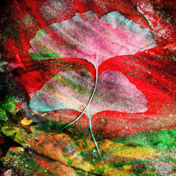 Ginkgo Leaves - Gustavo Scheverin Poster featuring the photograph Ginkgo Leaves by Gustavo Scheverin