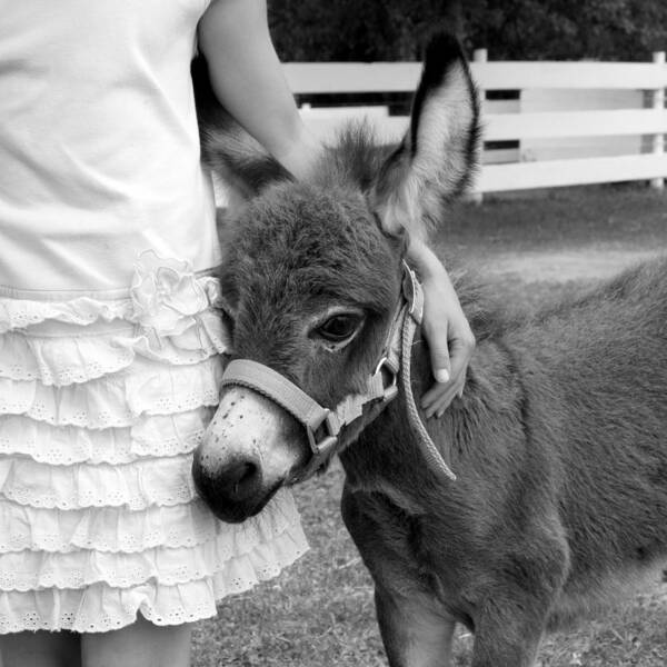 Donkey Poster featuring the photograph Girl and Baby Donkey by Brooke T Ryan