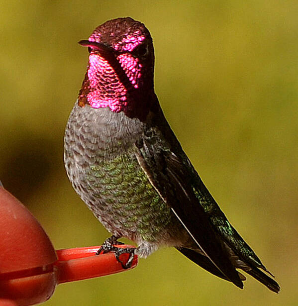 Hummingbird Poster featuring the photograph Glimmering Red Headed Mail Anna by Jay Milo