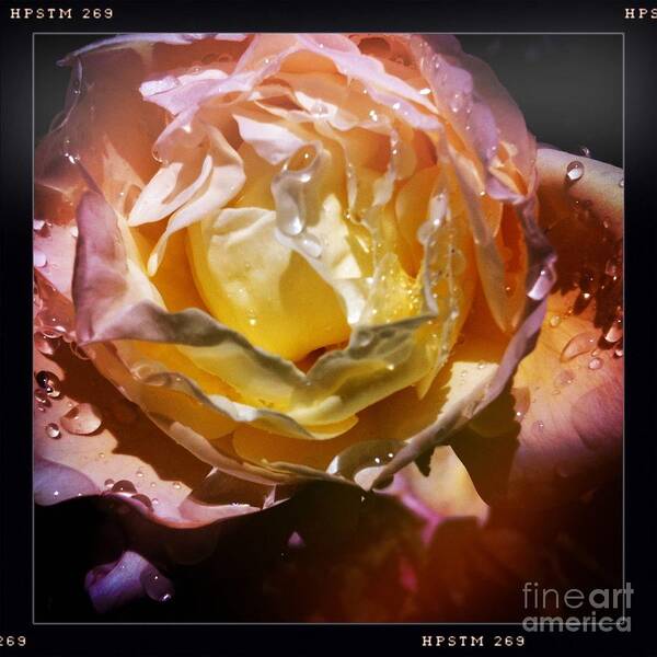 Raindrops Poster featuring the photograph Glistening Rose by Denise Railey