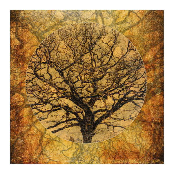 Autumnal Poster featuring the photograph Golden Autumnal Trees by Lenny Carter