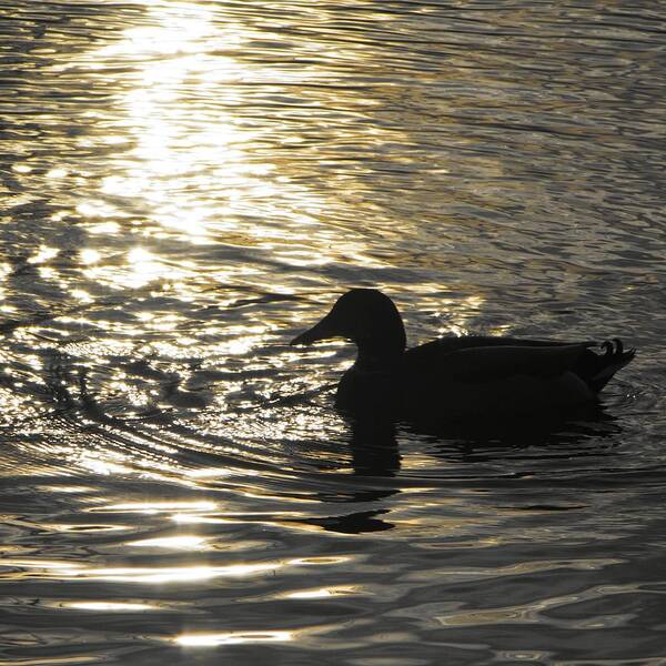 Matt Matekovic Poster featuring the photograph Golden Silhouette by Photographic Arts And Design Studio