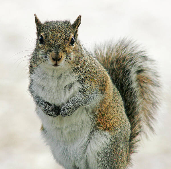 Nature Poster featuring the photograph Gray Squirrel by Cindi Ressler