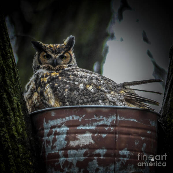 Owl Poster featuring the photograph Great Horned Owl on Nest by Ronald Grogan