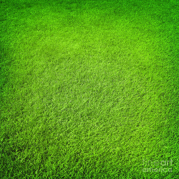 Green grass background Poster by Anna Om - Fine Art America
