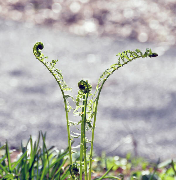 Fern Poster featuring the photograph Growing by Kerri Farley