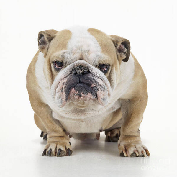 Dog Poster featuring the photograph Grumpy Bulldog by John Daniels