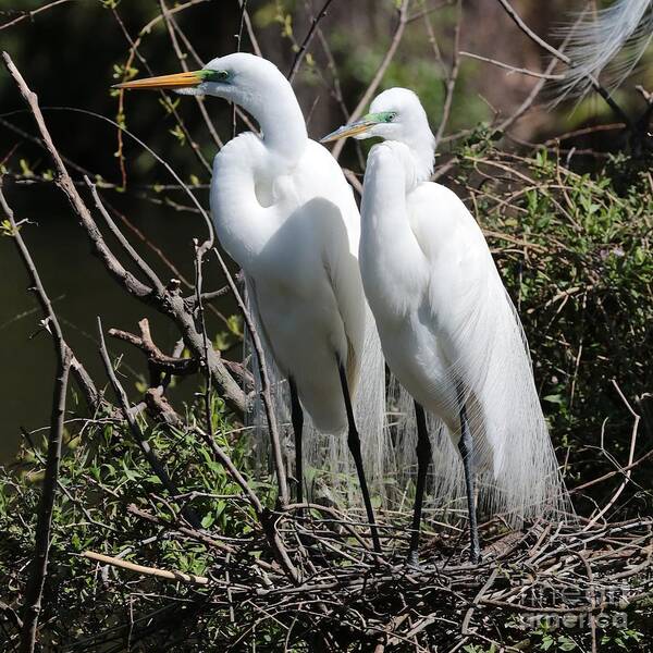 Egret Poster featuring the photograph Handsome Egret Couple by Carol Groenen