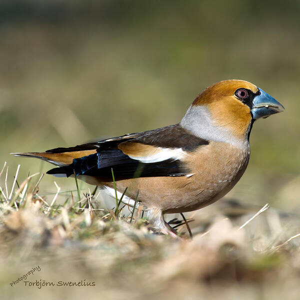 Hawfinch's Profile Square Poster featuring the photograph Hawfinch's Profile Square by Torbjorn Swenelius