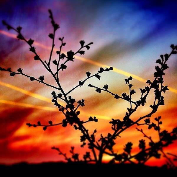 Night Poster featuring the photograph Hawthorn Sunset by Phil Tomlinson