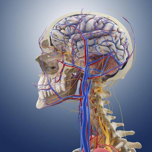 Head Poster featuring the photograph Head and neck anatomy, artwork by Science Photo Library