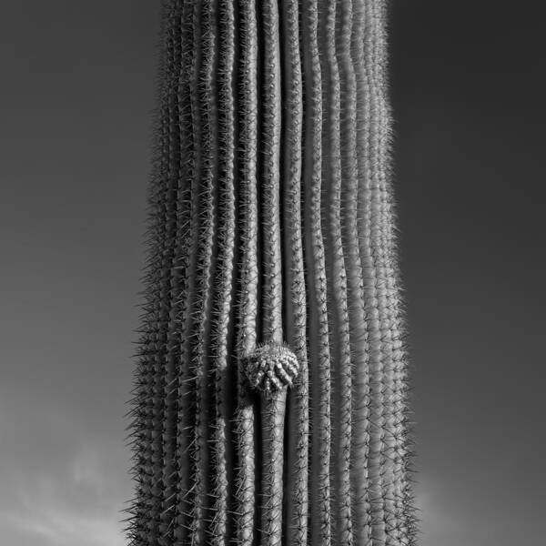 Saguaro National Park Poster featuring the photograph Hey Bud by Joseph Smith