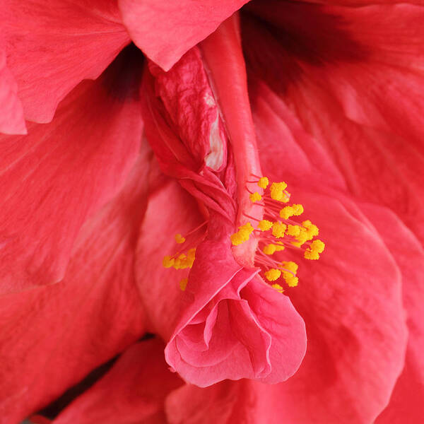 Hibiscus Poster featuring the photograph Hibiscus by Diane Fifield