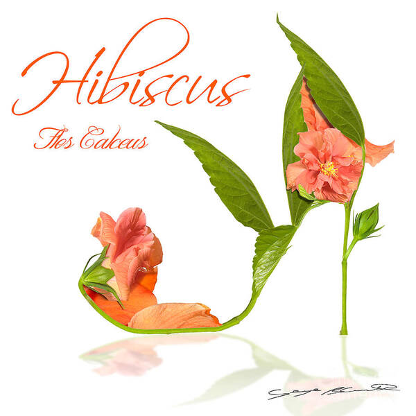 Flower Poster featuring the photograph Hibiscus Flos Calceus by Blanchette Photography