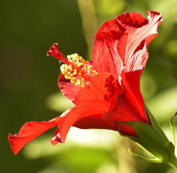 Linda Brody Poster featuring the photograph Hibiscus Loving Sun by Linda Brody