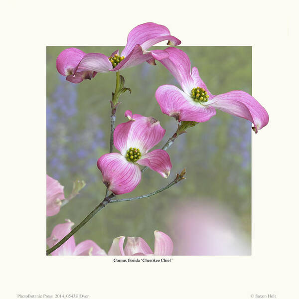 Photobotanic Poster featuring the photograph Flowering Dogwood - 'Cherokee Chief' by Saxon Holt