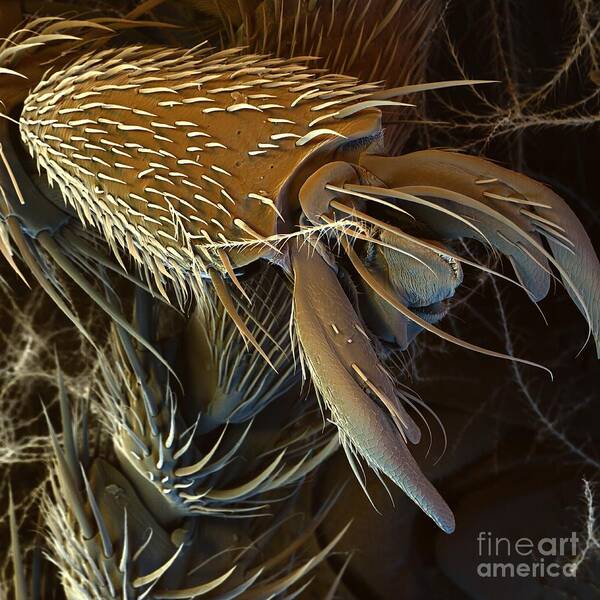 Sem Poster featuring the photograph Honey Bee Foot, Sem by Stefan Diller