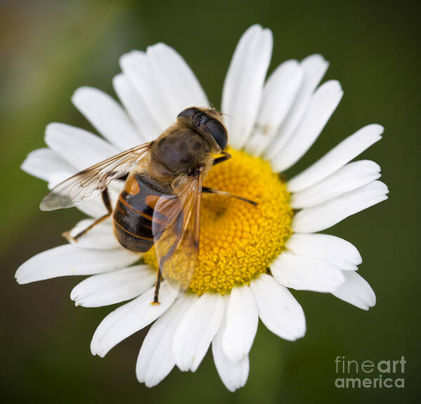 Honey Poster featuring the photograph Honey Bee on Daisy by Brandon Alms