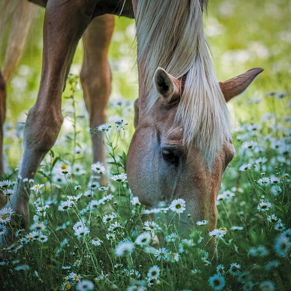Horse Poster featuring the photograph Horse and Daisies by Paul Freidlund