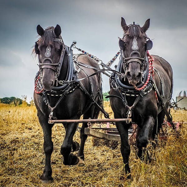 Portrait Poster featuring the photograph Horse Team by Paul Freidlund