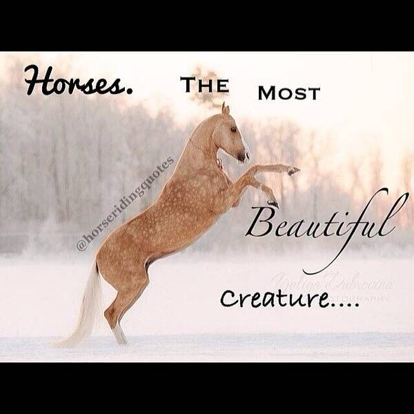 Hrqlike Poster featuring the photograph Horses. The Most Beautiful by Makayla Fulfer