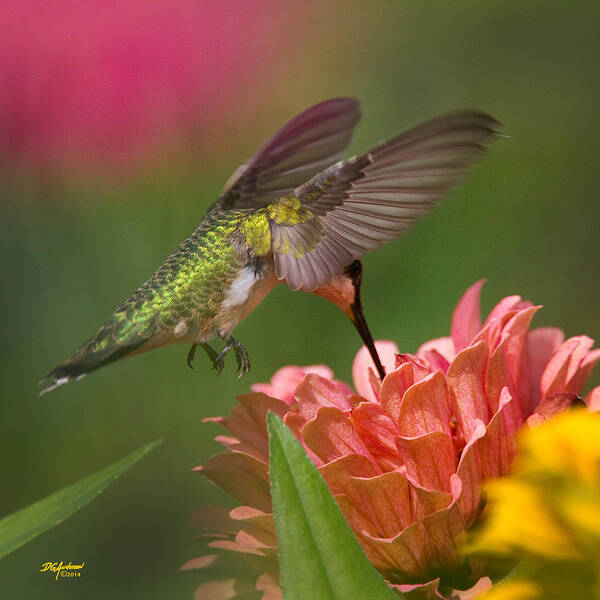 Humming Bird Poster featuring the photograph Hovering Hummer by Don Anderson