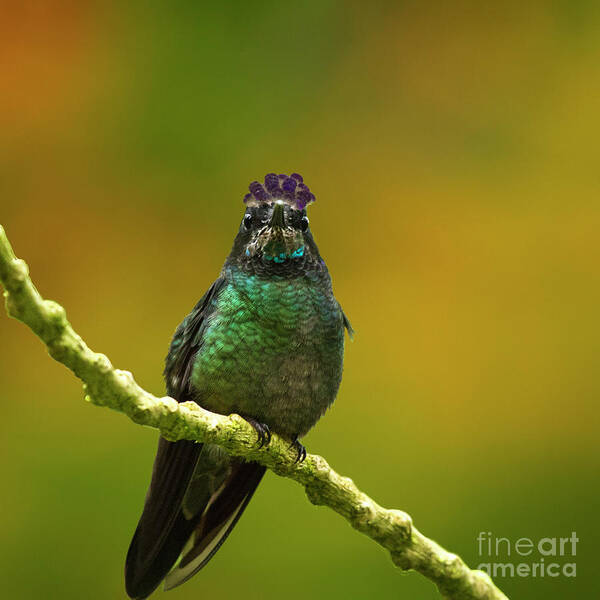 Magnificent Hummingbird Poster featuring the photograph Hummingbird with a lilac Crown by Heiko Koehrer-Wagner
