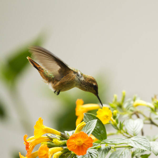 Hummingbird Poster featuring the photograph Hungry Flowerbird by Heiko Koehrer-Wagner