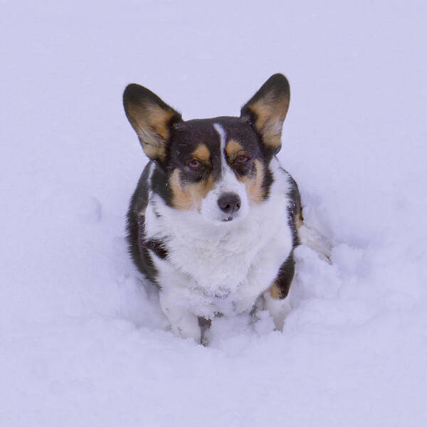 Corgi Poster featuring the photograph I Do Not Like Snow by Mike McGlothlen