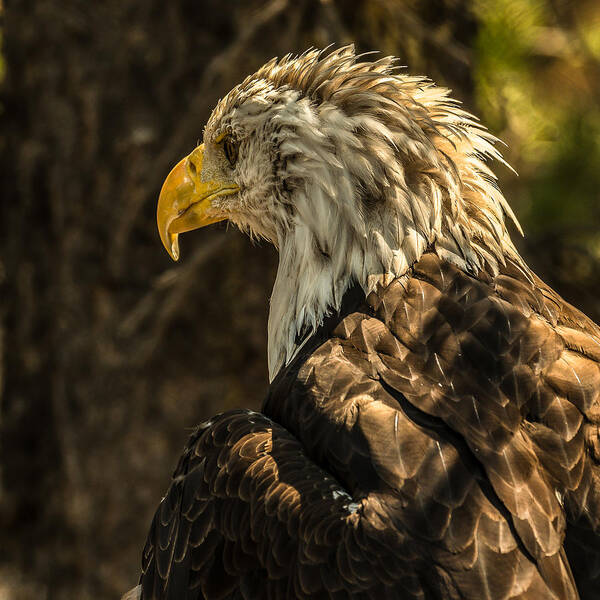 Bald Eagle Poster featuring the photograph Illumination by Yeates Photography