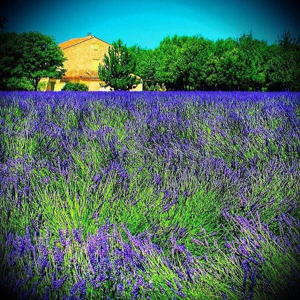 Jj Poster featuring the photograph Provence Lavender by Beth Young