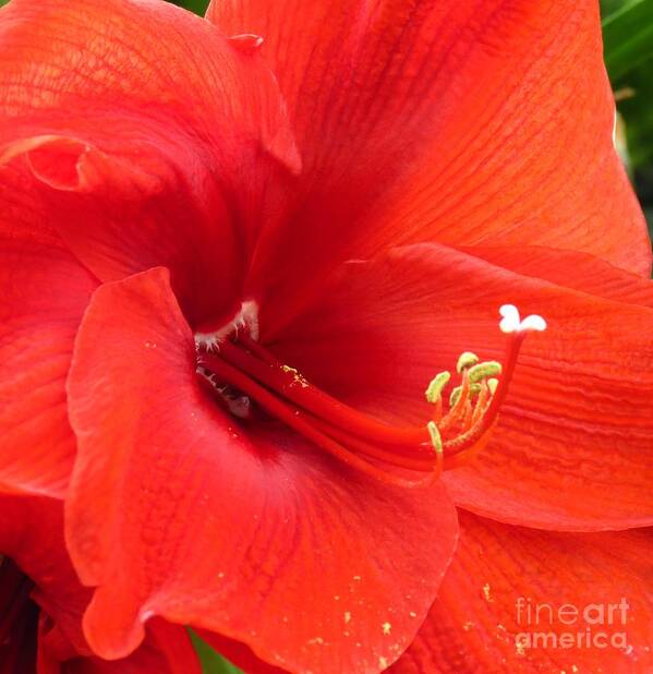 Amaryllis Poster featuring the photograph Intensely Red by Anita Adams