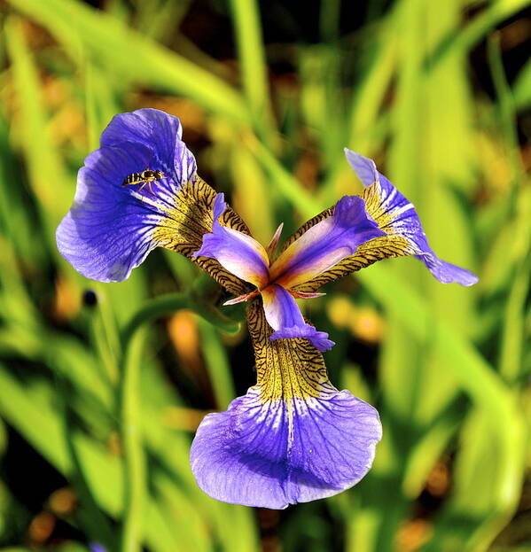 Iris Poster featuring the photograph Iris by Cathy Mahnke