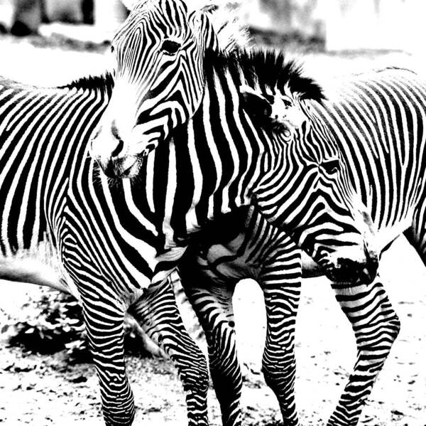 Zebras Poster featuring the photograph I've Got Stripes by Jeremiah John McBride