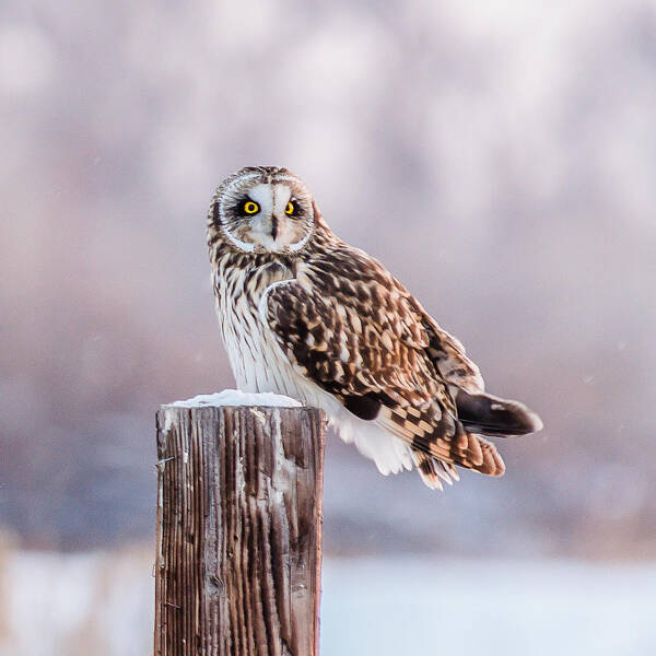 Short-eared Owl Poster featuring the photograph January Cold by Yeates Photography