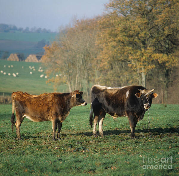 Jersey Cow Poster featuring the photograph Jersey Bull And Heifer by Nigel Cattlin