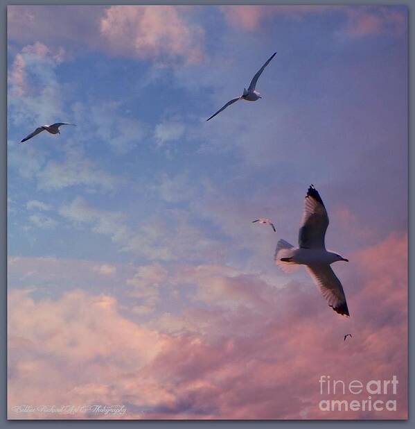 Jonathan Livingston Seagull Poster featuring the photograph Jonathan Fly Free by Bobbee Rickard