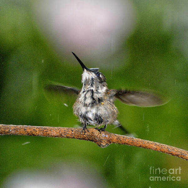 Ruby-throated Hummingbird Poster featuring the photograph Just a Sittin' in the Rain by Betty LaRue
