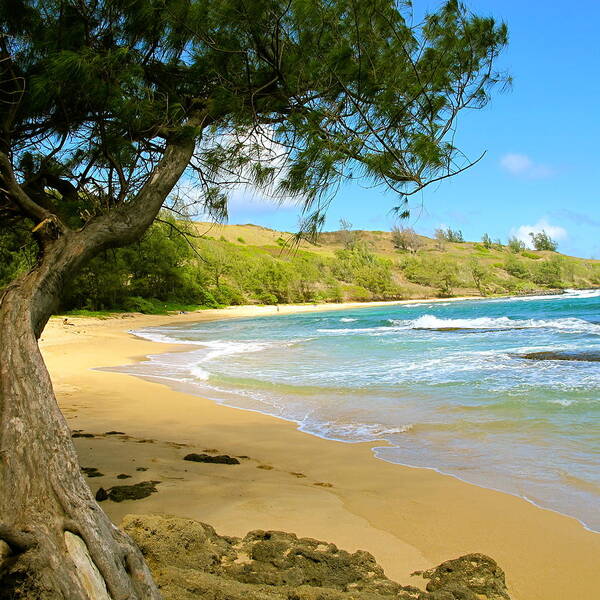 Tree Poster featuring the photograph Kauai Beach by Sue Morris