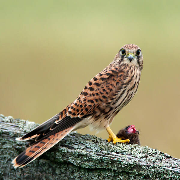 Kestrels Catch Poster featuring the photograph Kestrels catch by Torbjorn Swenelius