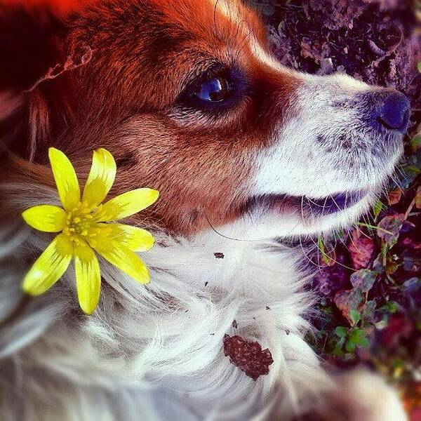 Petstagram Poster featuring the photograph Kiki And The Spring! by Emanuela Carratoni