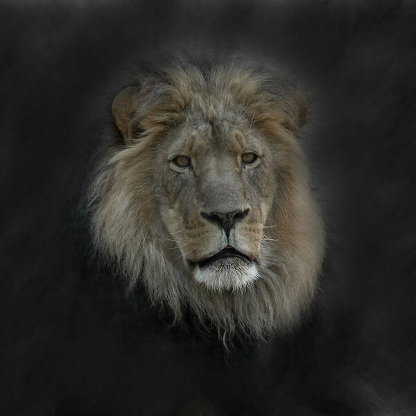 Lion Poster featuring the photograph King of Beasts Portrait by Ernest Echols