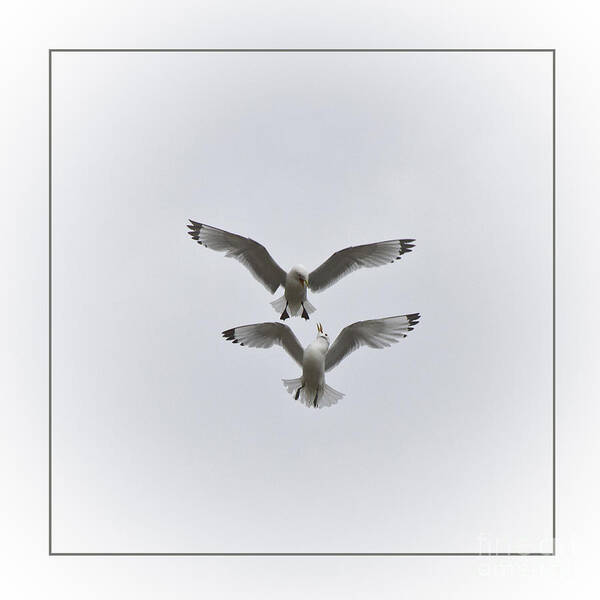 Seagull Poster featuring the photograph Kittiwakes Dancing in the Air by Heiko Koehrer-Wagner