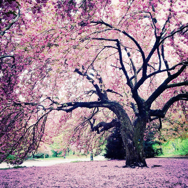 Spring Poster featuring the photograph La Vie en Rose by Natasha Marco