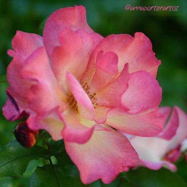 Instanaturelover Poster featuring the photograph Lady Diana Rose Side View. Taken With A by Anna Porter