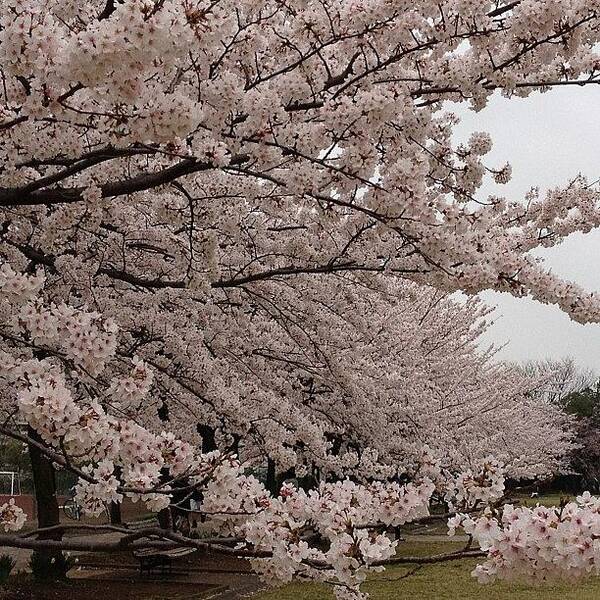 Japan Poster featuring the photograph #landscape#japan#cherryblossom by Tokyo Sanpopo